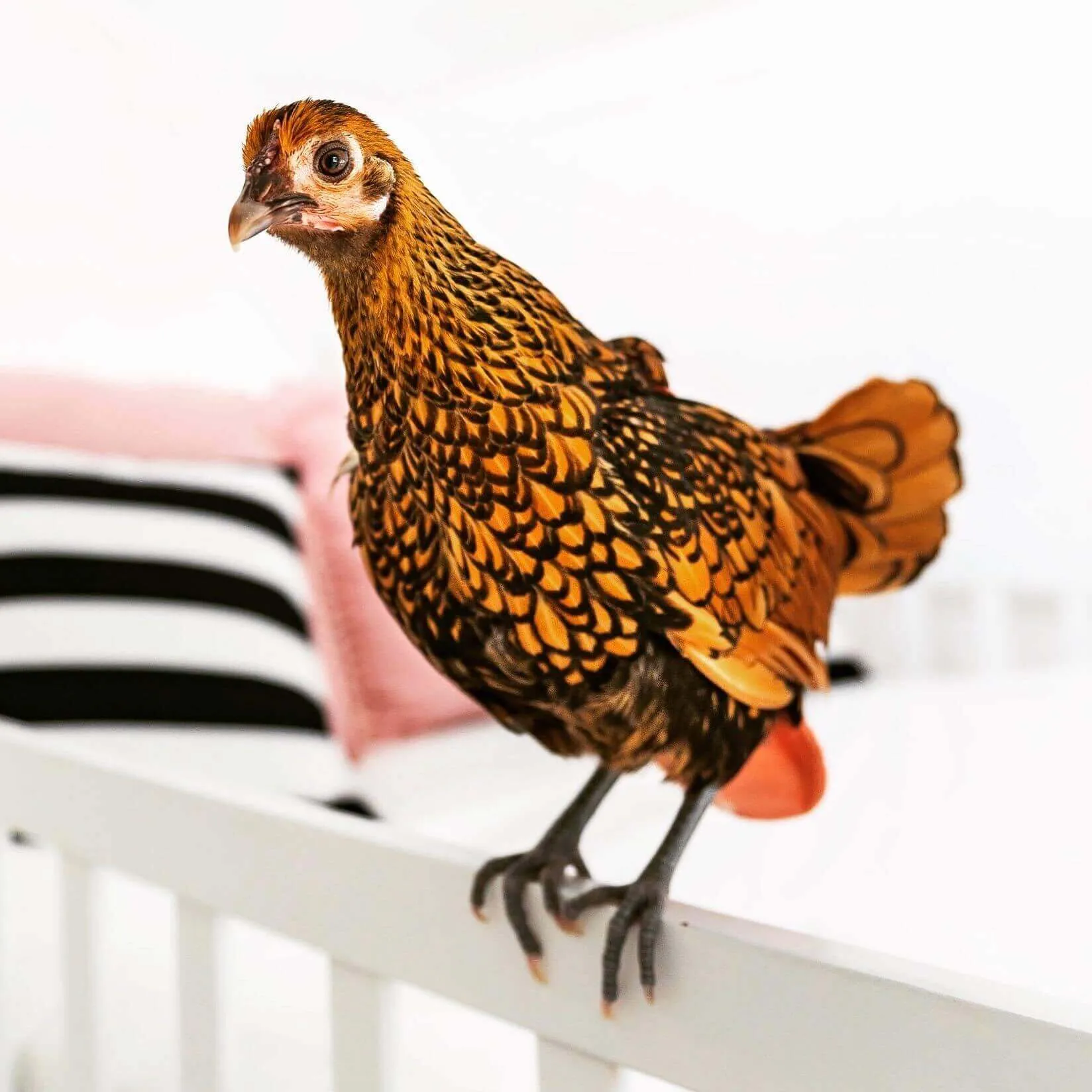 LinkGraph’s office chicken, Chickpea